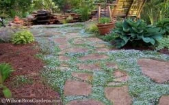 Blue Star Creeper (Laurentia Fluviatilis) - 18 Pack Of Pint Pots -Cheap PLANTS Store Blue Star Creeper 21