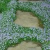 Blue Star Creeper (Laurentia Fluviatilis) - 10 Pack Of Pint Pots -Cheap PLANTS Store Blue Star Creeper 22 1