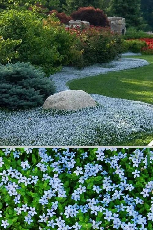 Blue Star Creeper (Laurentia Fluviatilis) - 10 Pack Of Pint Pots 8 Blue Star Creeper (Laurentia Fluviatilis) - 10 Pack Of Pint Pots - Image 6