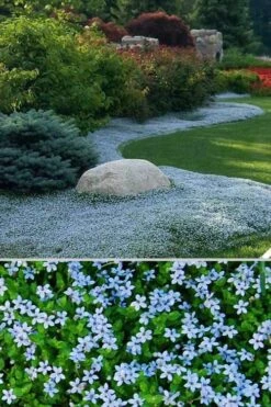 Blue Star Creeper (Laurentia Fluviatilis) - 18 Pack Of Pint Pots -Cheap PLANTS Store Blue Star Creeper 24