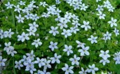 Blue Star Creeper (Laurentia Fluviatilis) - 18 Pack Of Pint Pots -Cheap PLANTS Store Blue Star Creeper Laurentia 1