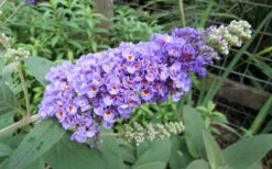 Lo & Behold Blue Chip Dwarf Butterfly Bush - 3 Gallon Pot -Cheap PLANTS Store Butterfly Bush Blue Chip