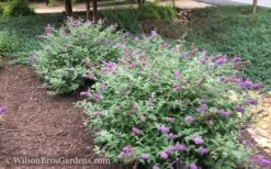 Lo & Behold Blue Chip Dwarf Butterfly Bush - 3 Gallon Pot -Cheap PLANTS Store Butterfly Bush Blue Chip 50
