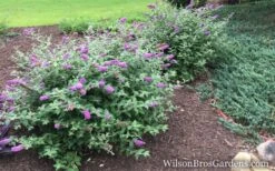 Lo & Behold Blue Chip Dwarf Butterfly Bush - 3 Gallon Pot -Cheap PLANTS Store Butterfly Bush Blue Chip Buddleia wb