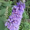 Lo & Behold Blue Chip Dwarf Butterfly Bush - 3 Gallon Pot -Cheap PLANTS Store Butterfly Bush Blue Chip Rev 500x750 1