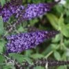 Pugster Blue Butterfly Bush - Buddleia - 2 Gallon Pot -Cheap PLANTS Store Butterfly Bush Pugster Blue 2