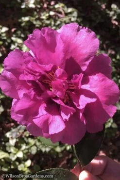 Bonanza Purple Camellia Sasanqua - 1 Gallon Pot -Cheap PLANTS Store Camellia Bonanza 102 1