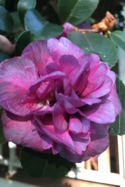 Bonanza Purple Camellia Sasanqua - 1 Gallon Pot -Cheap PLANTS Store Camellia Bonanza Purple 4