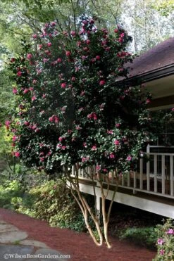 Bonanza Purple Camellia Sasanqua - 1 Gallon Pot -Cheap PLANTS Store Camellia Bonanza Purple 7