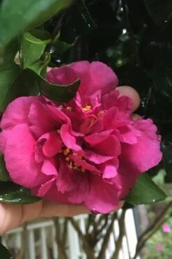 Bonanza Purple Camellia Sasanqua - 1 Gallon Pot -Cheap PLANTS Store Camellia Bonanza Purple 9