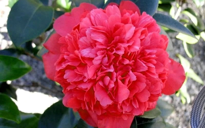 Laura Walker Camellia Japonica - 1 Gallon Pot 7 Laura Walker Camellia Japonica - 1 Gallon Pot - Image 5