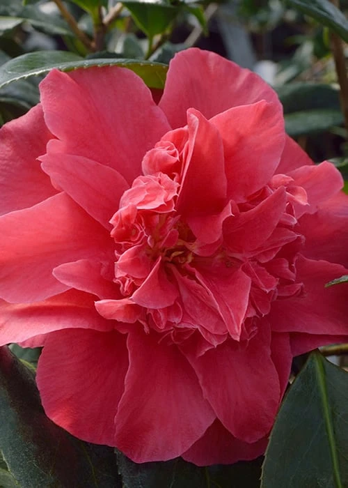 Laura Walker Camellia Japonica - 1 Gallon Pot 8 Laura Walker Camellia Japonica - 1 Gallon Pot - Image 6