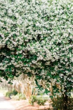 Madison Confederate Jasmine - 6 Pack Of 1 Gallon Pots -Cheap PLANTS Store Campsis Madame Galen 18 2