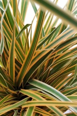 Evercolor Everglow Carex - 1 Gallon Pot -Cheap PLANTS Store Carex Evercolor Everglow 2