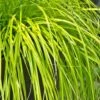 Evercolor Everillo Carex - 10 Pack Of Quart Pots 2 Evercolor Everillo Carex - 10 Pack Of Quart Pots -Cheap PLANTS Store Carex Everillo 500x750 1