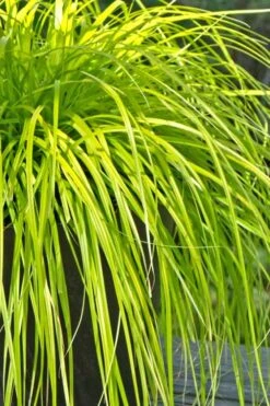 Evercolor 'Everillo' Carex - 5 Pack Of Quart Pots 20 Evercolor 'Everillo' Carex - 5 Pack Of Quart Pots -Cheap PLANTS Store Carex Everillo 500x750 2