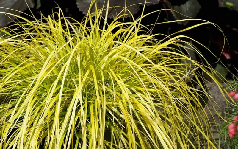 Evercolor 'Everillo' Carex - 5 Pack Of Quart Pots 8 Evercolor 'Everillo' Carex - 5 Pack Of Quart Pots - Image 6