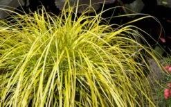 Evercolor Everillo Carex - 10 Pack Of Quart Pots -Cheap PLANTS Store Carex Everillo Plant 1