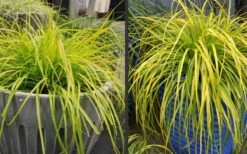 Evercolor 'Everillo' Carex - 5 Pack Of Quart Pots 18 Evercolor 'Everillo' Carex - 5 Pack Of Quart Pots -Cheap PLANTS Store Carex Everillo Plant Containers 1