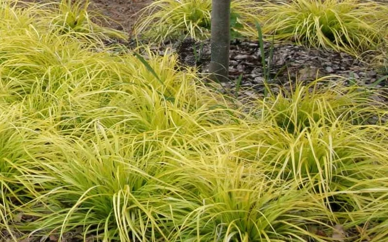 Evercolor 'Everillo' Carex - 5 Pack Of Quart Pots 10 Evercolor 'Everillo' Carex - 5 Pack Of Quart Pots - Image 8