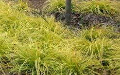 Evercolor Everillo Carex - 10 Pack Of Quart Pots -Cheap PLANTS Store Carex Everillo Plant Patch
