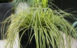 Evercolor Everoro Carex - 1 Gallon Pot -Cheap PLANTS Store Carex Everoro 1