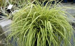 Evercolor Everoro Carex - 1 Gallon Pot -Cheap PLANTS Store Carex Everoro 2