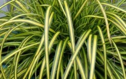 Evercolor Eversheen Carex - 5 Pack Of Quart Pots -Cheap PLANTS Store Carex Eversheen 1 1