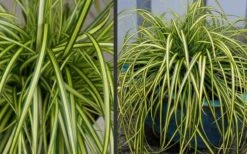 Evercolor Eversheen Carex - 5 Pack Of Quart Pots -Cheap PLANTS Store Carex Eversheen 2 1