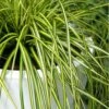 Evercolor Eversheen Carex - 10 Pack Of Quart Pots -Cheap PLANTS Store Carex Eversheen 500x750 1