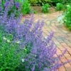 Walker's Low Catmint (Nepeta X Faassenii) - 6 Pack Of 1 Gallon Pots -Cheap PLANTS Store Catmint Walkers Low 3