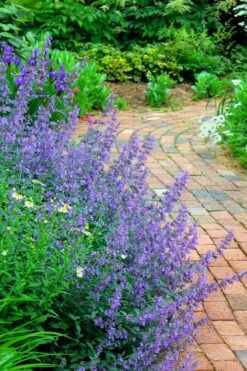 Walker's Low Catmint (Nepeta X Faassenii) - 6 Pack Of 1 Gallon Pots