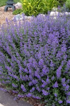 Walker's Low Catmint (Nepeta X Faassenii) - 1 Gallon Pot -Cheap PLANTS Store Catmint Walkers Low 4 1