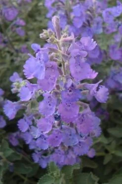 Walker's Low Catmint (Nepeta X Faassenii) - 1 Gallon Pot -Cheap PLANTS Store Catmint Walkers Low 5 1
