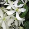Snowdrift Evergreen Clematis Armandii - 1 Gallon Pot 2 Snowdrift Evergreen Clematis Armandii - 1 Gallon Pot -Cheap PLANTS Store Clematis Armandii Snowdrift 500x750 1