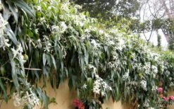 Snowdrift Evergreen Clematis Armandii - 5 Gallon Pot -Cheap PLANTS Store Clematis Armandii Snowdrift 51 1
