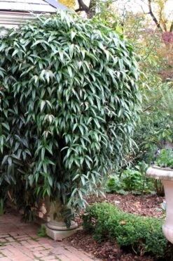 Snowdrift Evergreen Clematis Armandii - 5 Gallon Pot -Cheap PLANTS Store Clematis Armandii Snowdrift 52 1