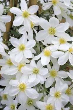 Avalanche Evergreen Clematis - 2 Gallon Pot -Cheap PLANTS Store Clematis Avalanche 10