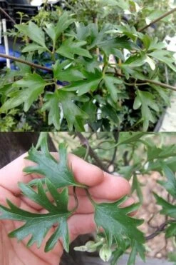 Avalanche Evergreen Clematis - 2 Gallon Pot -Cheap PLANTS Store Clematis Avalanche 15