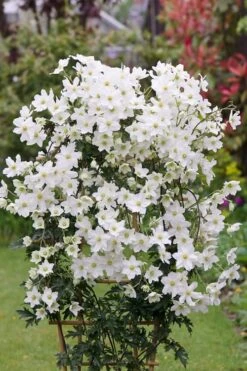 Avalanche Evergreen Clematis - 2 Gallon Pot -Cheap PLANTS Store Clematis Avalanche 5