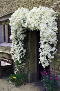 Avalanche Evergreen Clematis - 2 Gallon Pot -Cheap PLANTS Store Clematis Avalanche 7