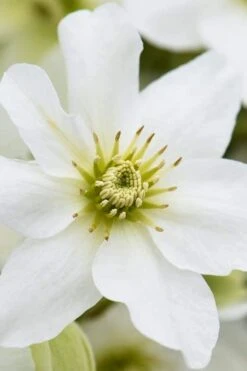 Avalanche Evergreen Clematis - 2 Gallon Pot -Cheap PLANTS Store Clematis Avalanche 8