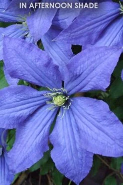 Rhapsody Clematis - 1 Gallon Pot -Cheap PLANTS Store Clematis Rhapsody in shade