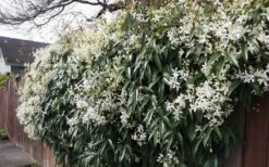 Snowdrift Evergreen Clematis Armandii - 1 Gallon Pot -Cheap PLANTS Store Clematis Snowdrift 22