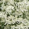 Sweet Autumn Clematis Terniflora - 3 Gallon Pot -Cheap PLANTS Store Clematis Sweet Autumn 1 1