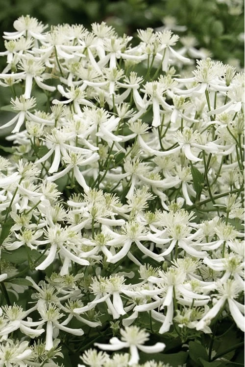 Sweet Autumn Clematis Terniflora - 3 Gallon Pot 3 Sweet Autumn Clematis Terniflora - 3 Gallon Pot