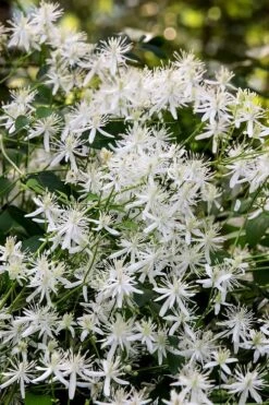 Sweet Autumn Clematis Terniflora - 3 Gallon Pot 15 Sweet Autumn Clematis Terniflora - 3 Gallon Pot -Cheap PLANTS Store Clematis Sweet Autumn 2 1