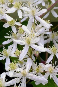 Sweet Autumn Clematis - 1 Gallon Pot 18 Sweet Autumn Clematis - 1 Gallon Pot -Cheap PLANTS Store Clematis Sweet Autumn 5