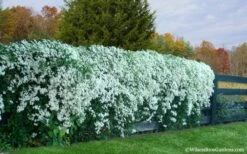 Sweet Autumn Clematis - 1 Gallon Pot 16 Sweet Autumn Clematis - 1 Gallon Pot -Cheap PLANTS Store Clematis Sweet Autumn 6