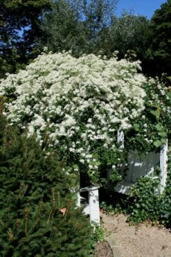 Sweet Autumn Clematis - 1 Gallon Pot 19 Sweet Autumn Clematis - 1 Gallon Pot -Cheap PLANTS Store Clematis Sweet Autumn 7